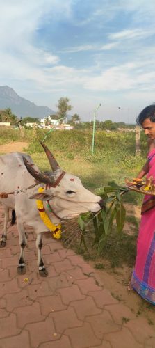 gopuja on 18-12-2025