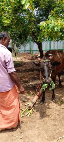 gopuja on 17-05-2026-2